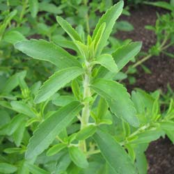 Stevia Erva doce